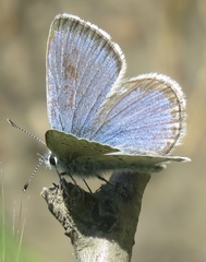 Icaricia icarioides pardalis