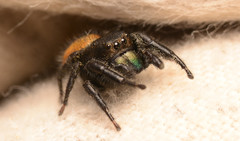 Phidippus texanus