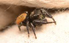 Phidippus texanus