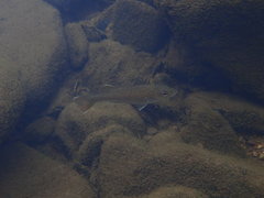 Micropterus coosae