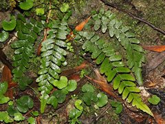Blechnum parrisiae
