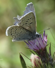 Icaricia icarioides pardalis