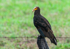 Lesser Yellow-Headed Vulture photo 5