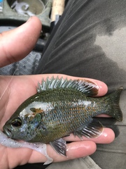 Lepomis miniatus