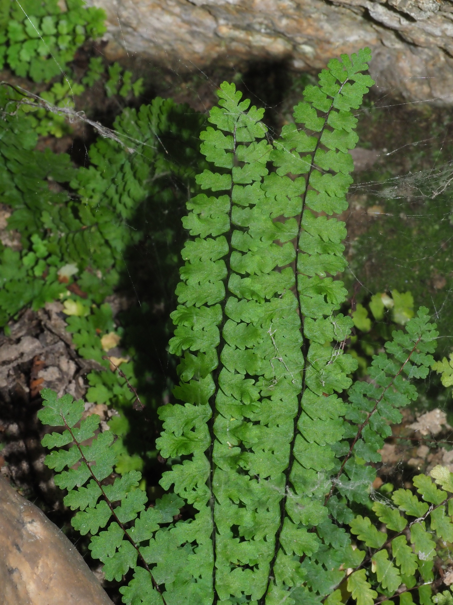 Asplenium vespertinum