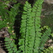 Western Spleenwort - Photo (c) nathantay, some rights reserved (CC BY-NC)