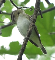 Red-eyed Vireo
