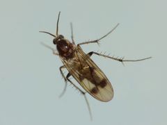 Anomalomyia guttata