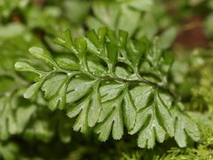 Hymenophyllum cupressiforme