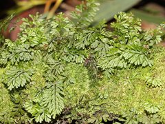 Hymenophyllum cupressiforme