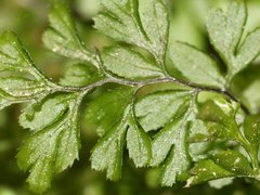 Hymenophyllum cupressiforme