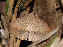 Taxeotis perlinearia