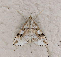 Udea washingtonalis
