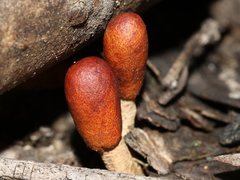 Cordyceps meneristitis