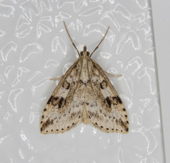 Udea washingtonalis