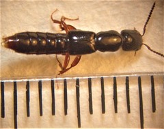 Pseudoxantholinus sharpi