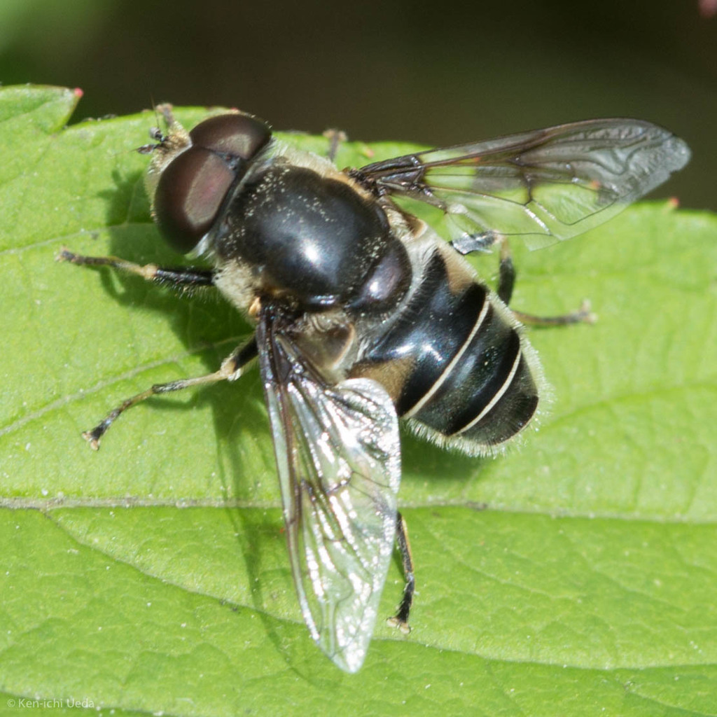 Blue-polished Drone Fly