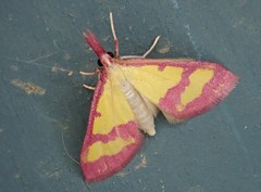 Choristostigma roseopennalis