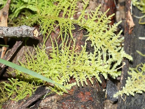 Thuidiopsis sparsa (Hook.f. & Wilson) Broth.