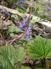 Corydalis ambigua