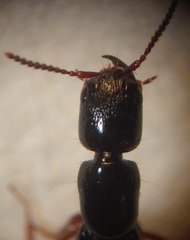 Pseudoxantholinus sharpi