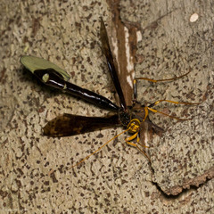 Megarhyssa atrata