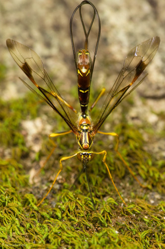 Long-tailed Giant Ichneumonid Wasp photo 4