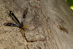 Megarhyssa atrata