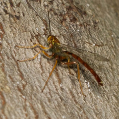 Megarhyssa atrata