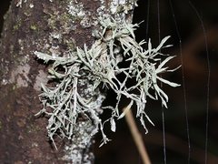 Ramalina glaucescens