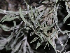 Ramalina glaucescens