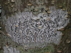 Halegrapha mucronata