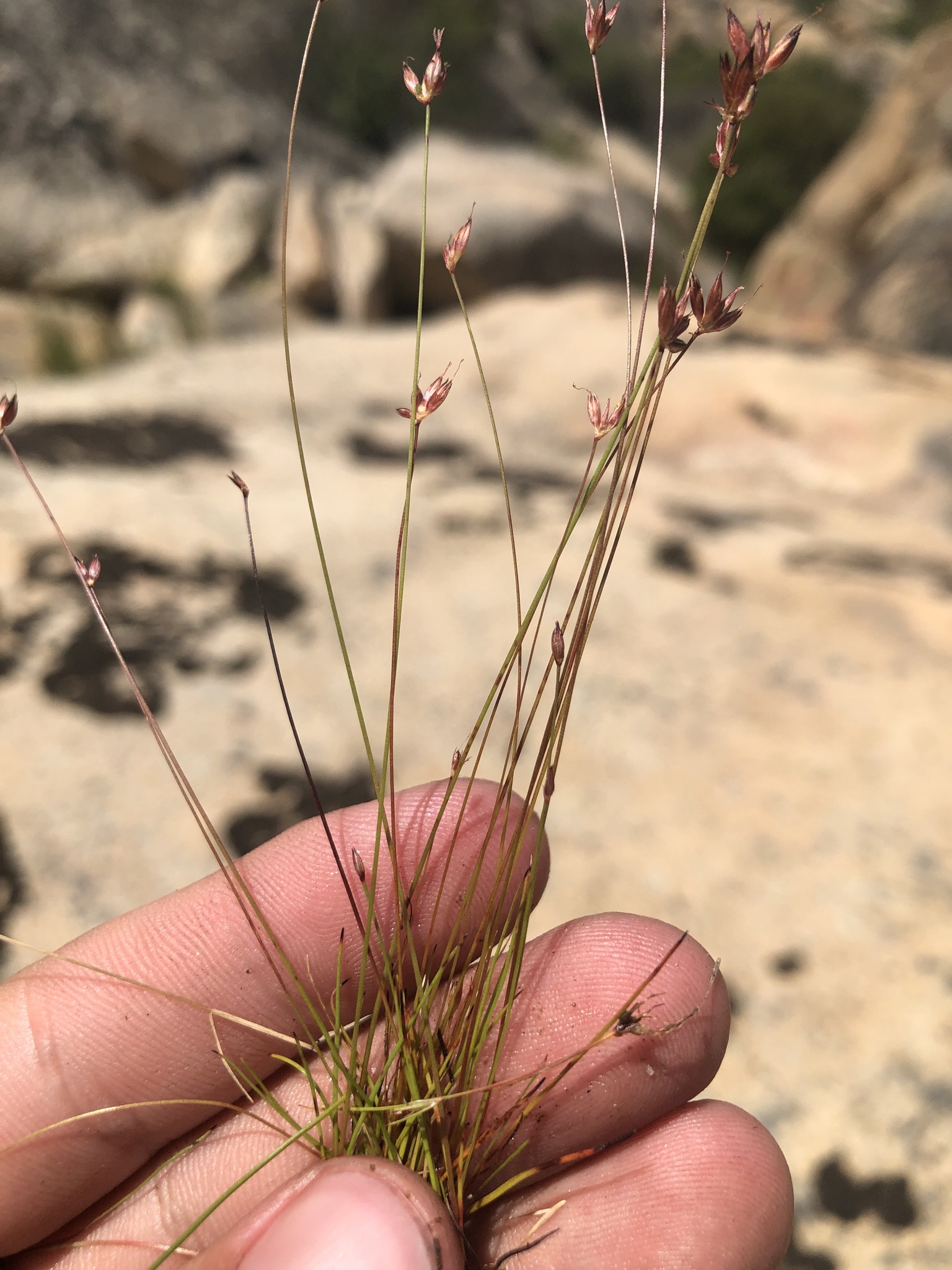Juncus triformis