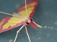 Choristostigma roseopennalis
