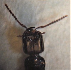 Pseudoxantholinus sharpi