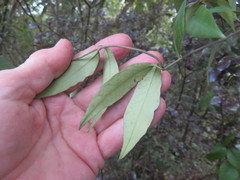 Parsonsia heterophylla