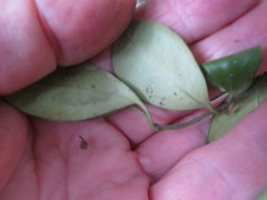 Parsonsia heterophylla