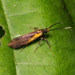 Mathildana newmanella