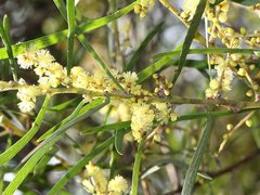 Acacia mucronata longifolia