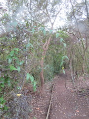 Parsonsia heterophylla