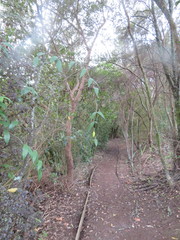 Parsonsia heterophylla