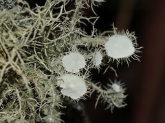 Usnea scabrida