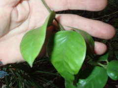 Parsonsia heterophylla