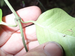 Parsonsia heterophylla