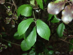 Parsonsia heterophylla