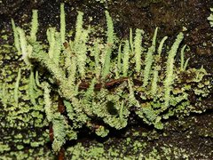 Cladonia rigida