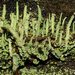 Cladonia rigida - Photo (c) Matt Campbell, algunos derechos reservados (CC BY-NC-SA), subido por Matt Campbell