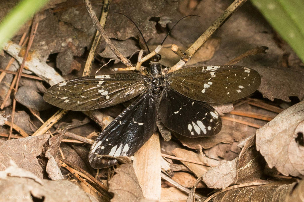 Serrate Dark Fishfly