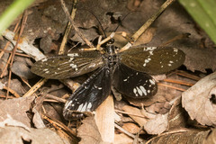 Saw-combed Fishfly