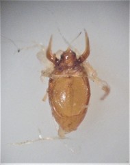 Pseudoxantholinus sharpi